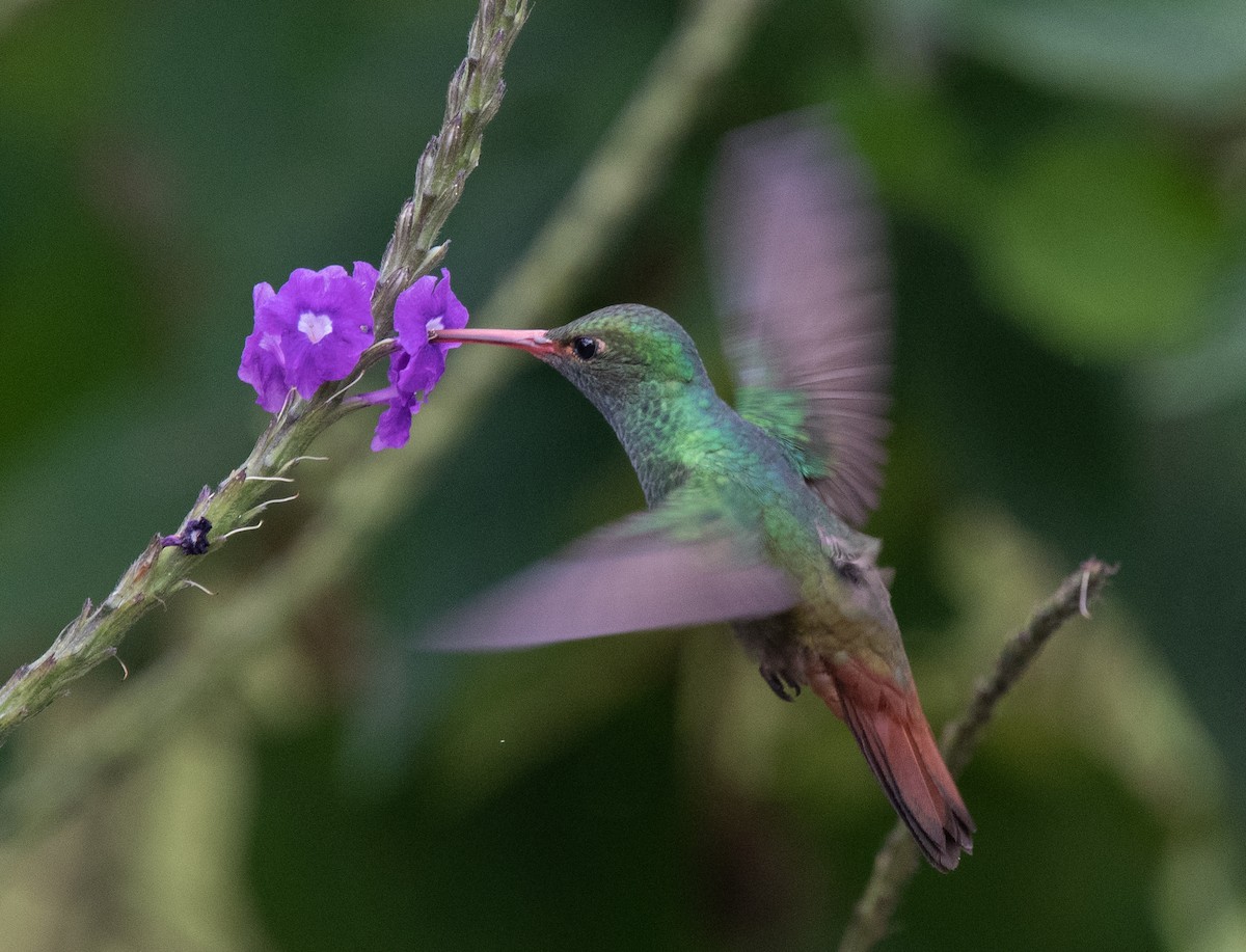 Rufous-tailed Hummingbird - ML618125378
