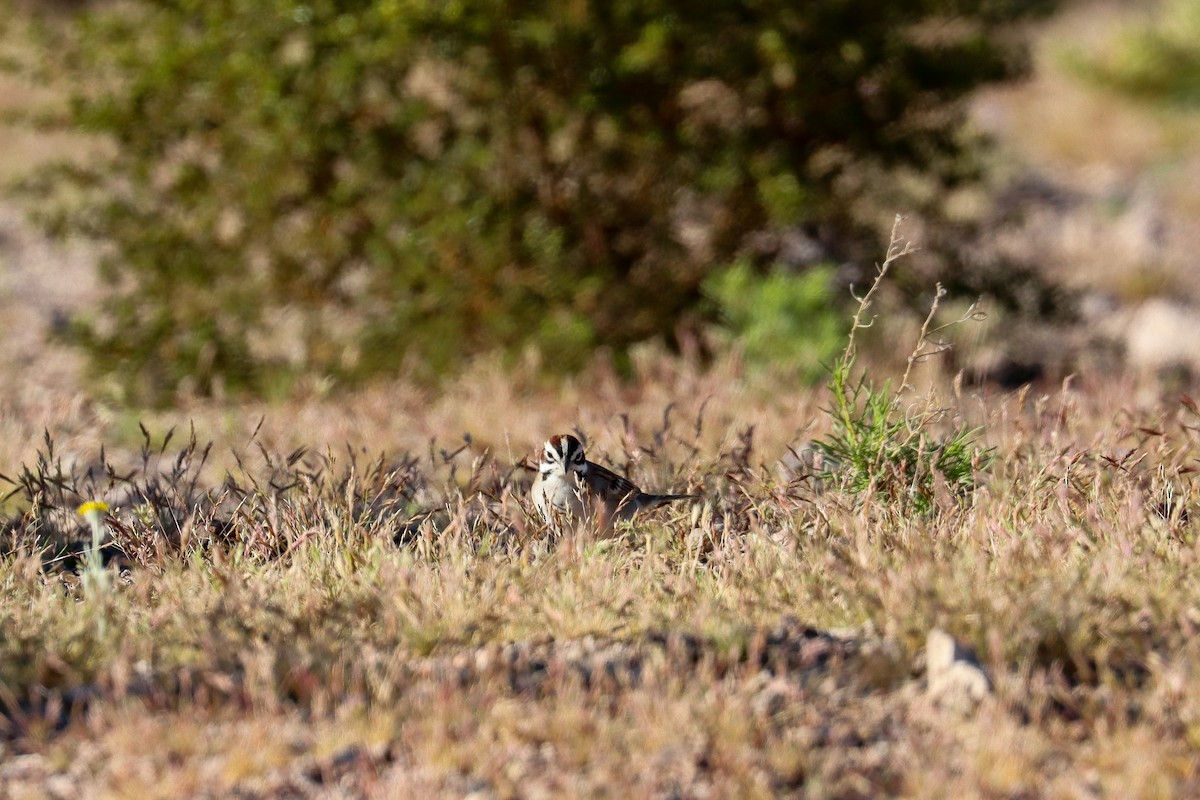 Lark Sparrow - Sarah Webb