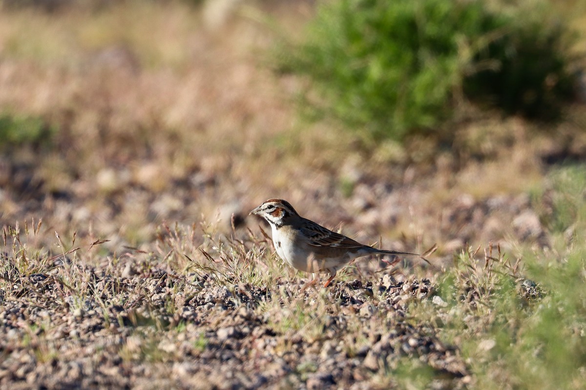 Lark Sparrow - Sarah Webb