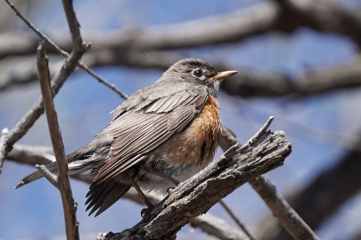 American Robin - Jason B Bidgood