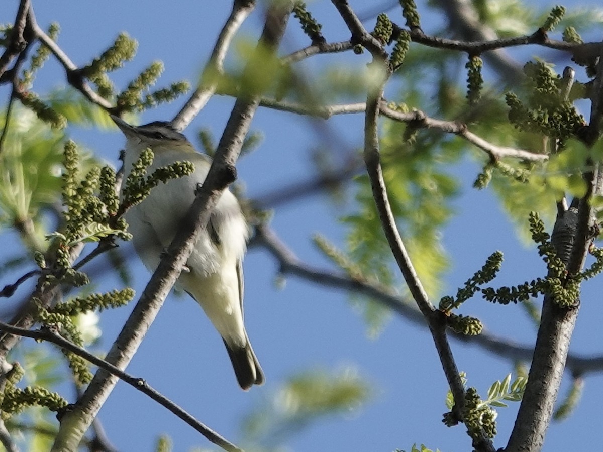 Red-eyed Vireo - Lottie Bushmann