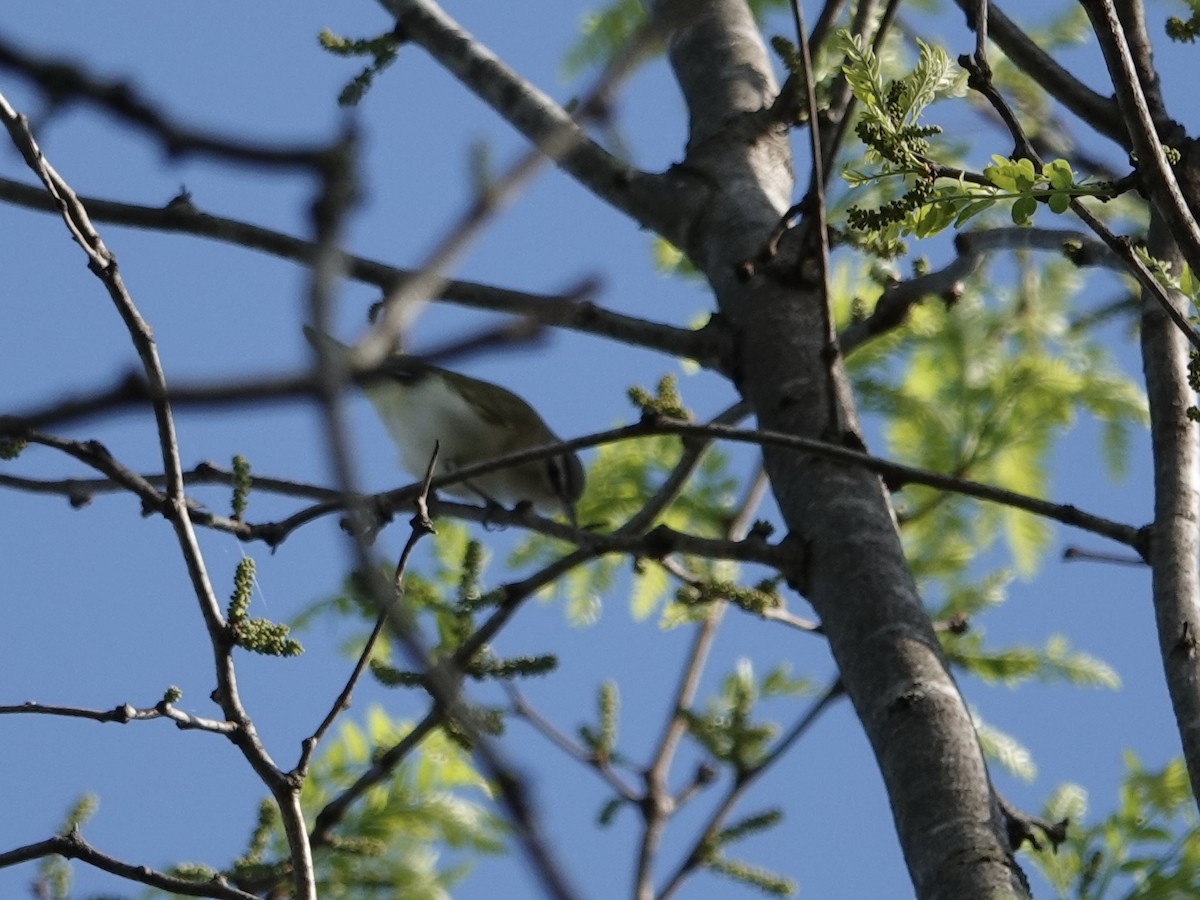 Red-eyed Vireo - Lottie Bushmann