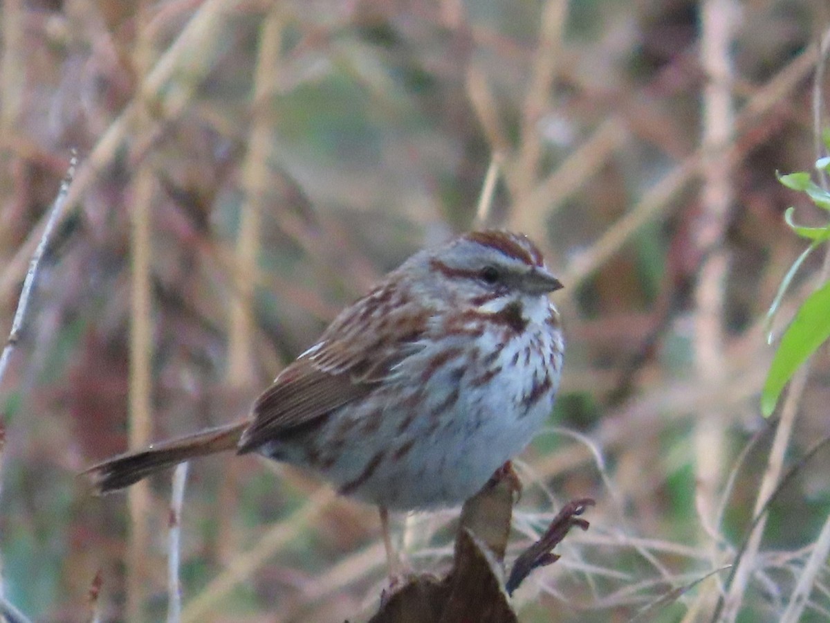 Song Sparrow - Edward Raynor