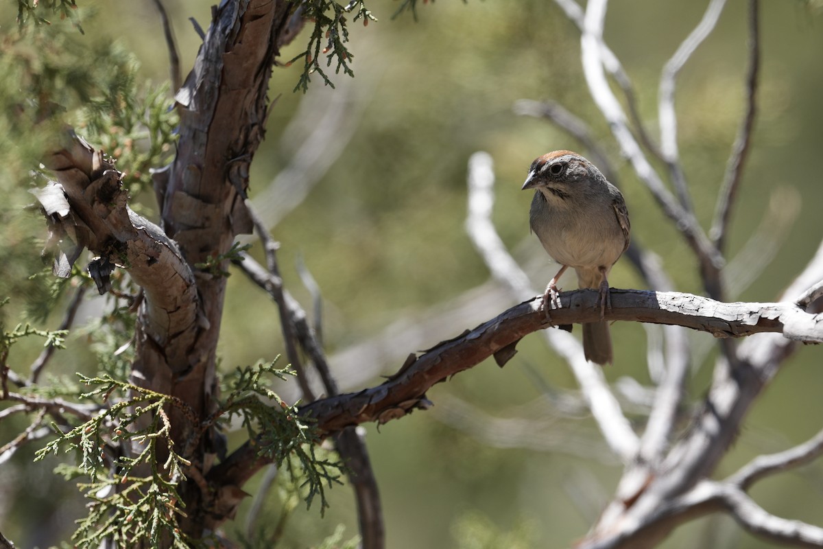 Rufous-crowned Sparrow - ML618125398