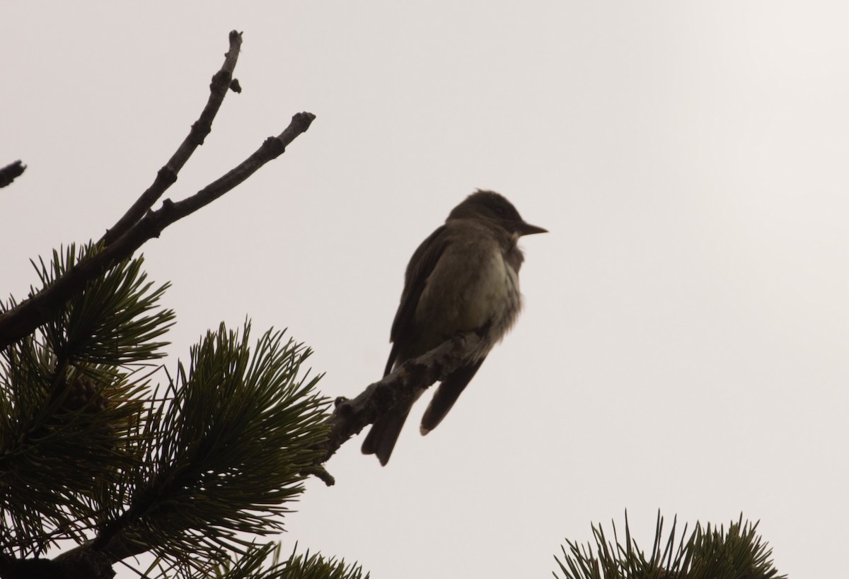 Western Wood-Pewee - ML618125402