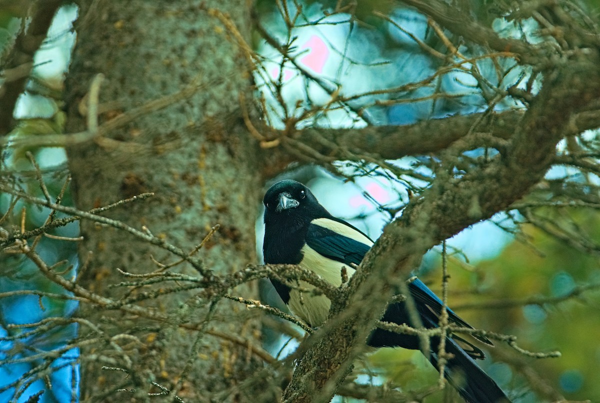 Black-billed Magpie - ML618125418