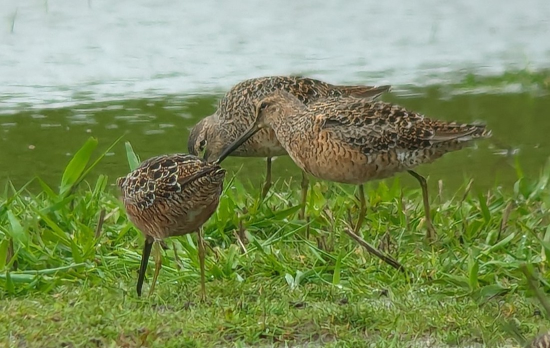 Long-billed Dowitcher - Kilian White