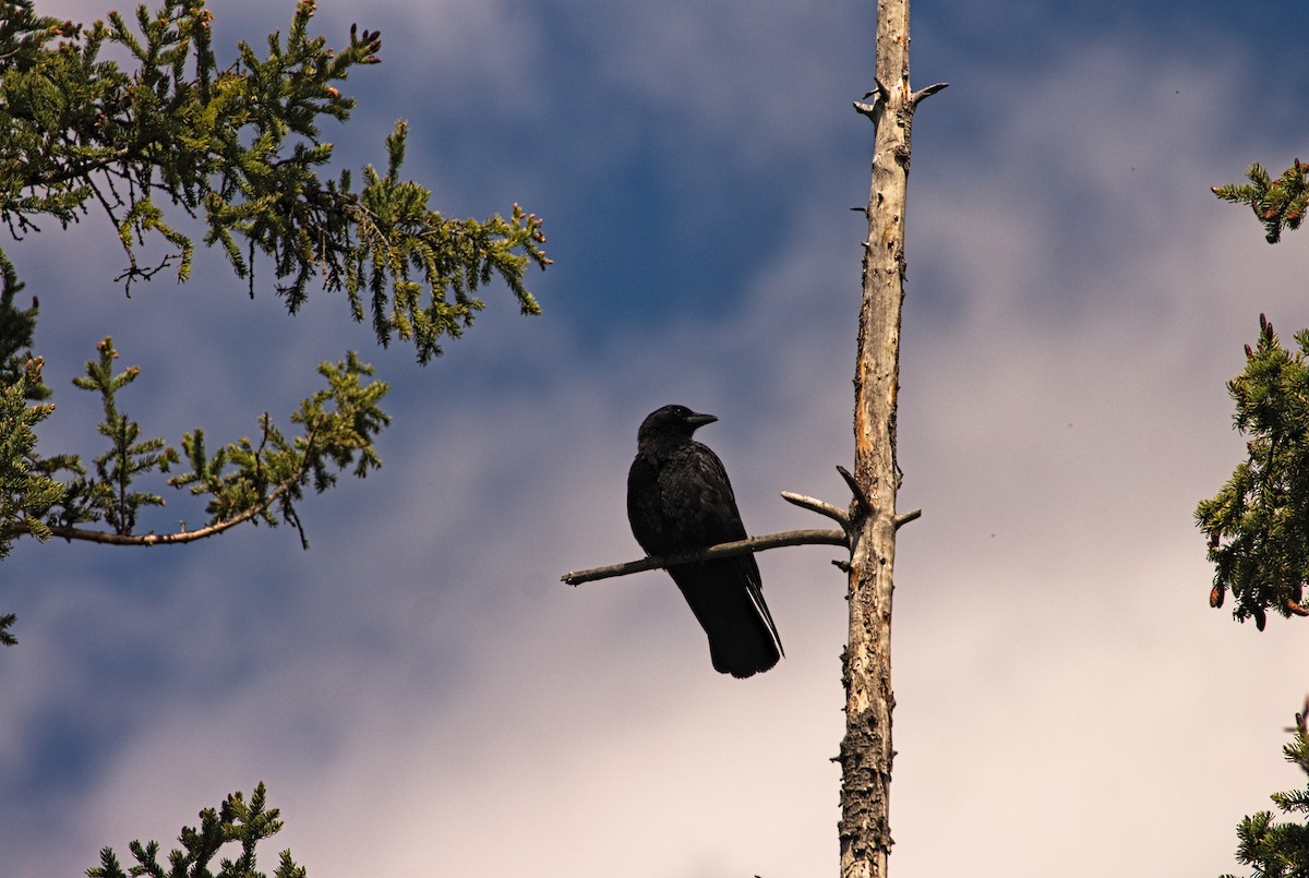 American Crow - ML618125428