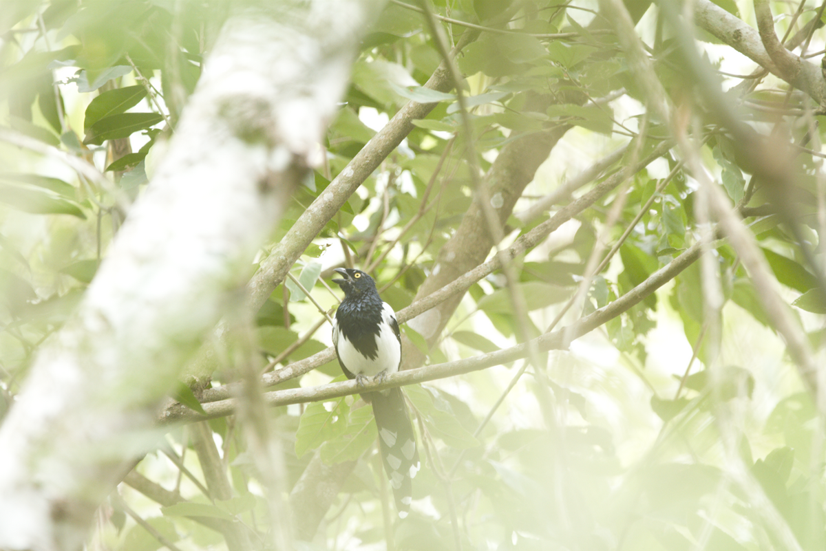 Magpie Tanager - Joaquin Yako Valentinuzzi