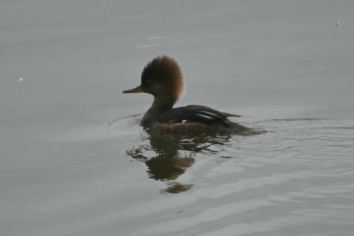 Hooded Merganser - Jim McDaniel