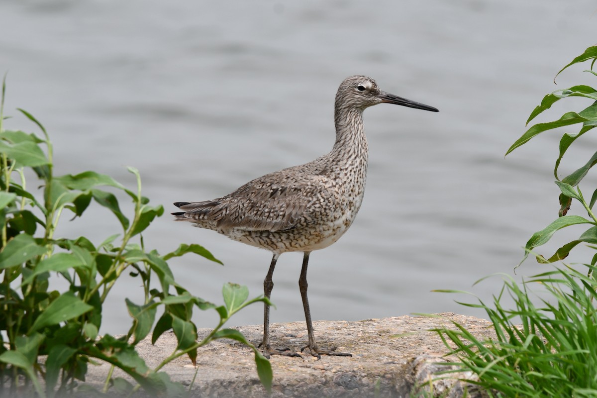 Willet - ML618125439