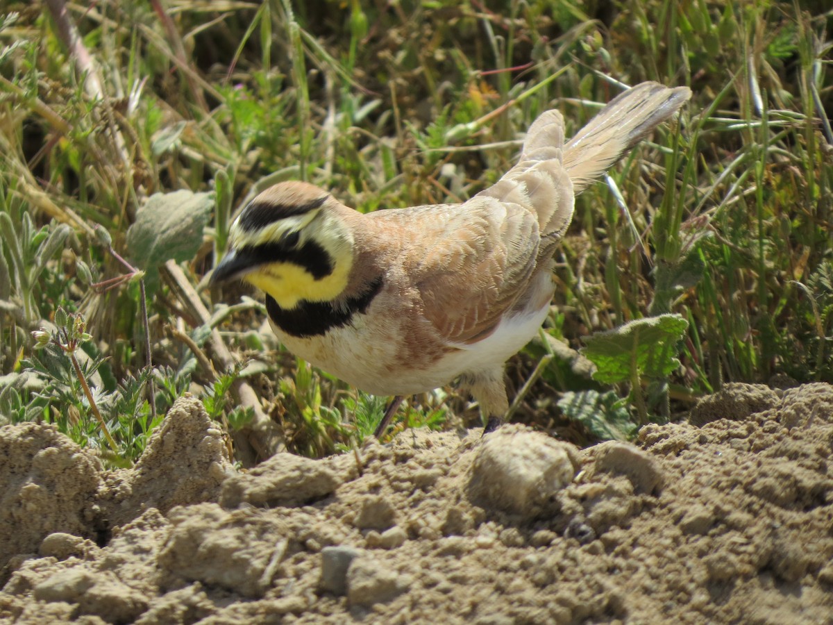 Horned Lark - GLORIA GWYNNE