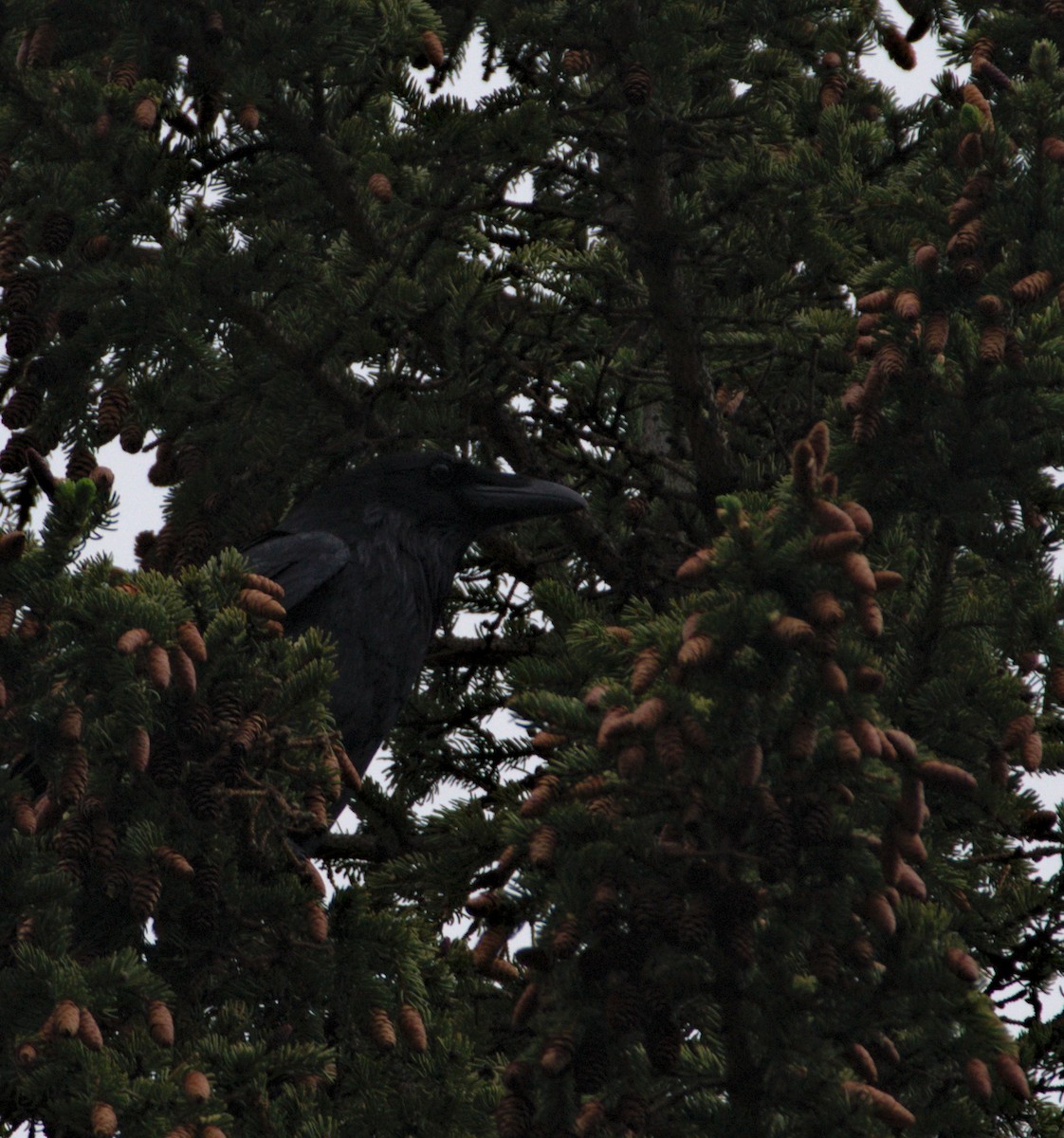 Common Raven - Jorg Lueke