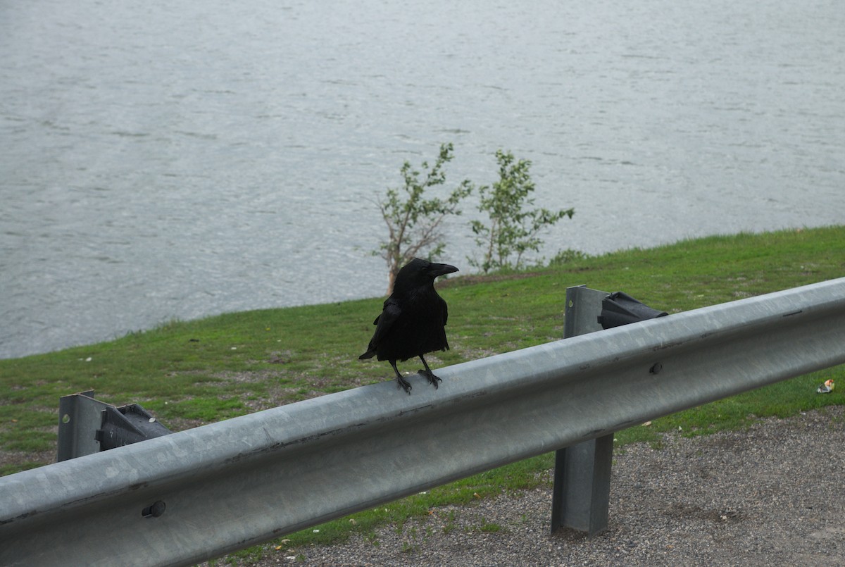 Common Raven - Jorg Lueke