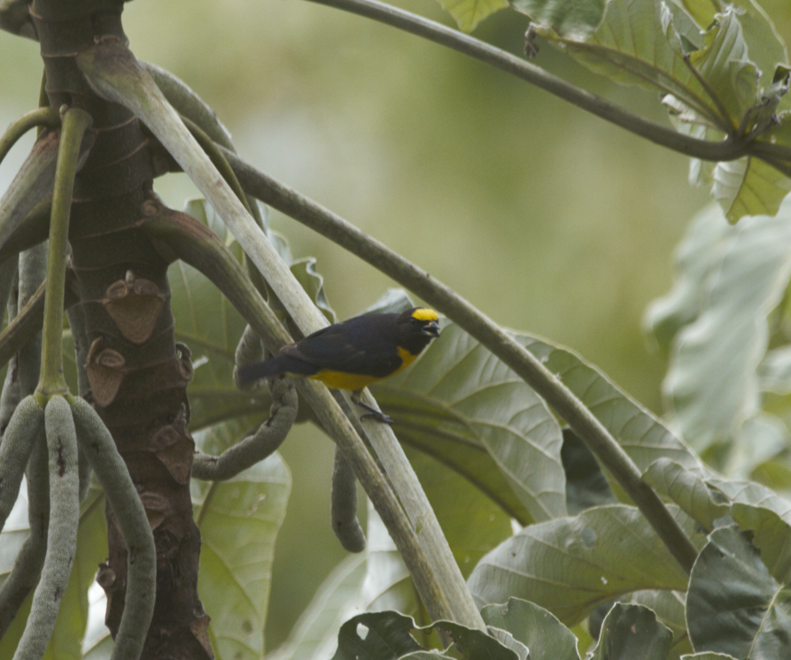 Violaceous Euphonia - Joaquin Yako Valentinuzzi