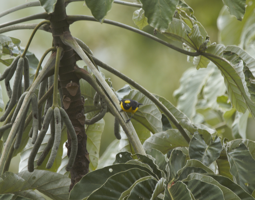 Violaceous Euphonia - Joaquin Yako Valentinuzzi