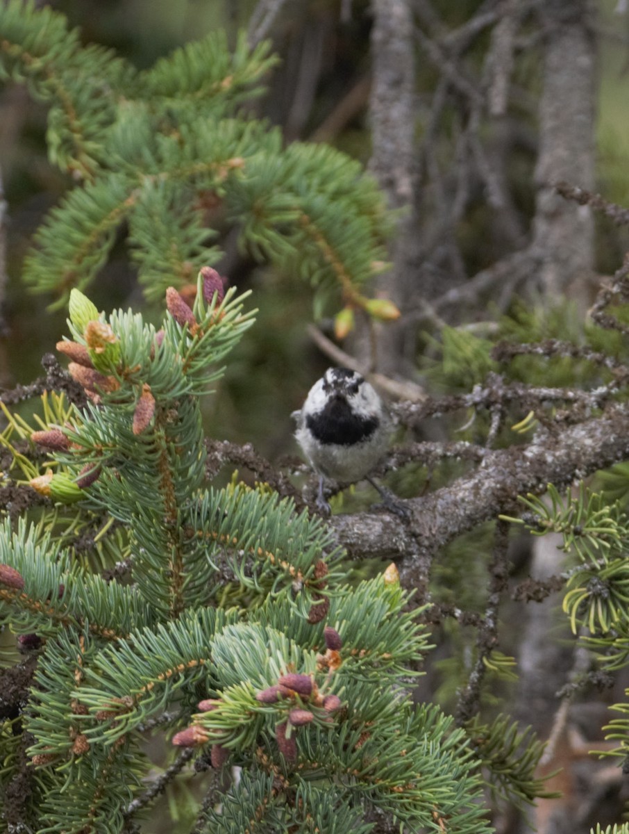 Mountain Chickadee - Jorg Lueke