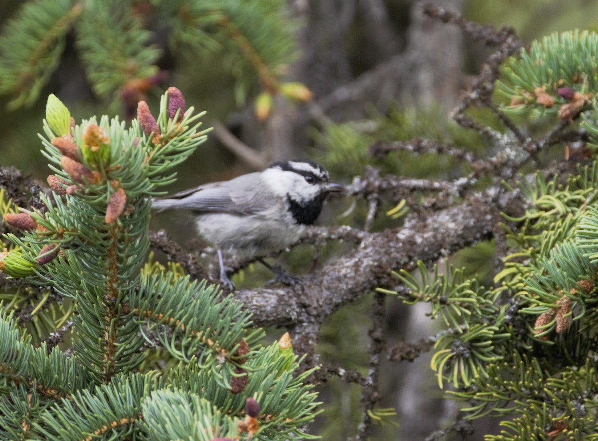 Mountain Chickadee - ML618125472