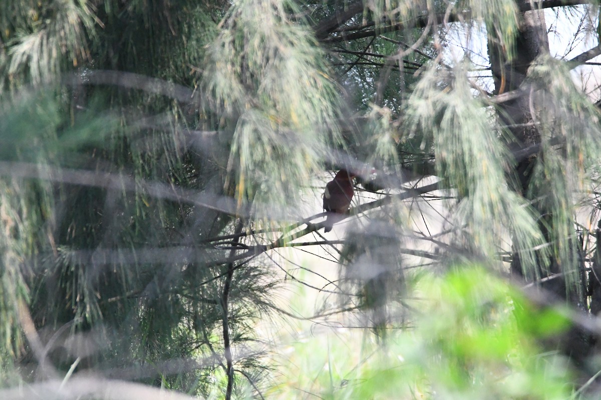 Ruddy Kingfisher - 品諭 陳