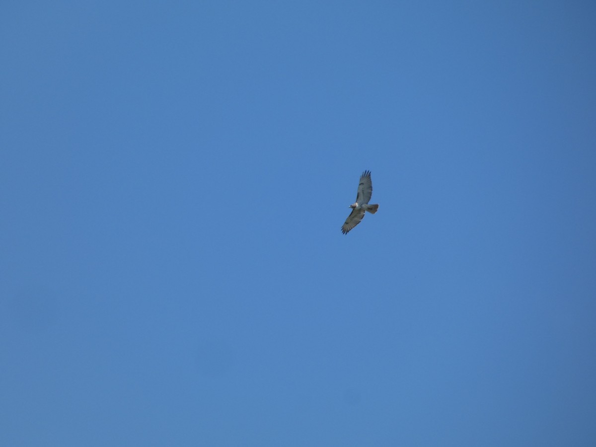 Red-tailed Hawk - Anonymous