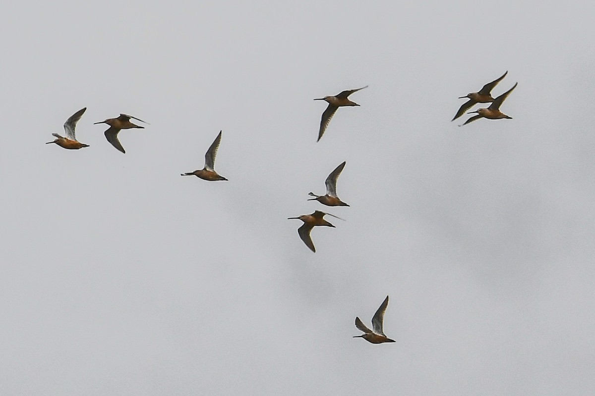 Long-billed Dowitcher - Dawn Gunderson