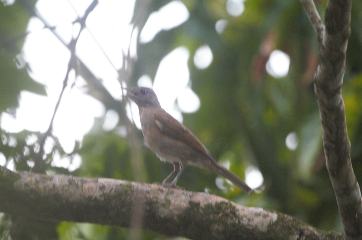 Pale-breasted Thrush - Joaquin Yako Valentinuzzi