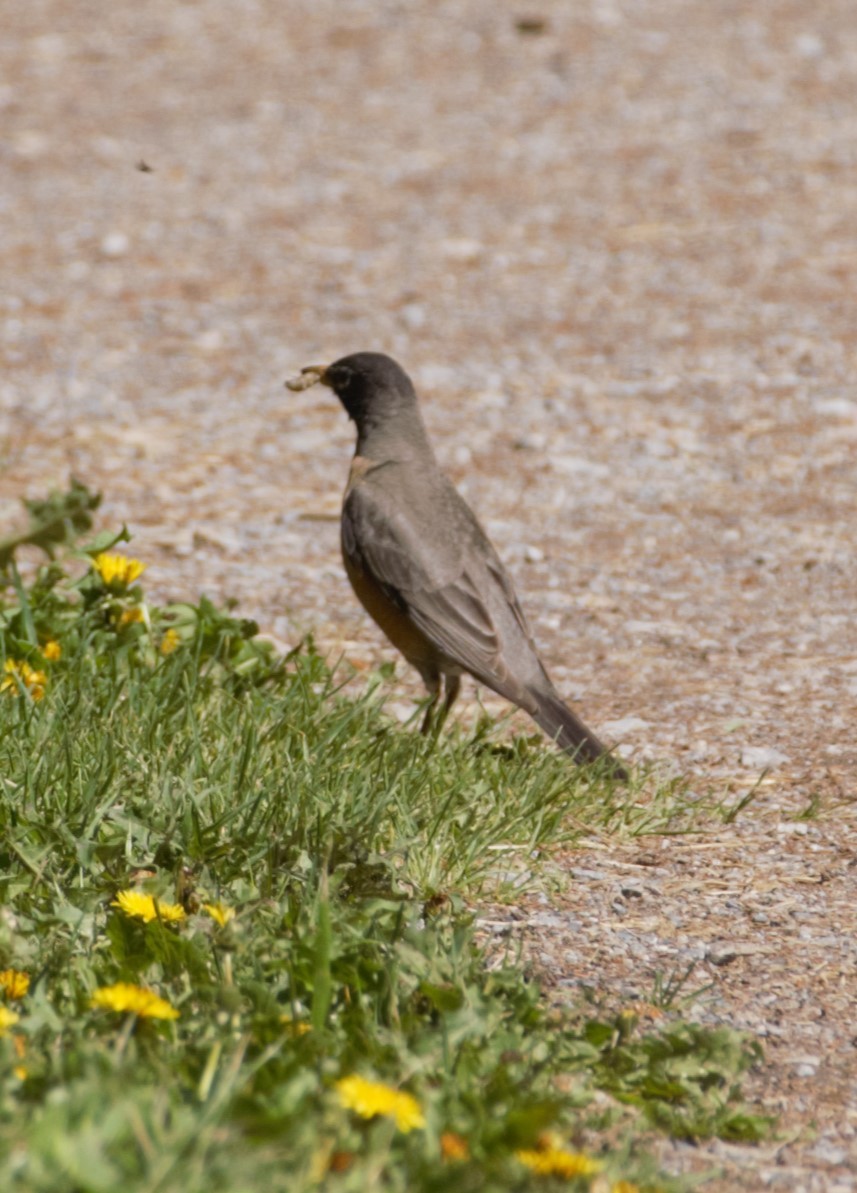 American Robin - ML618125486