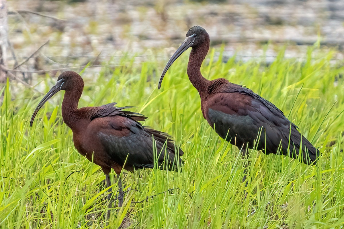 Glossy Ibis - ML618125497