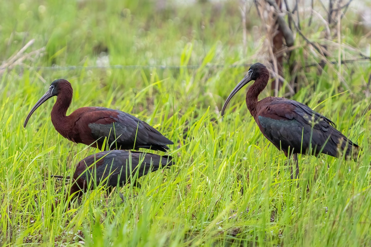 Glossy Ibis - Scott and Jennifer Russom