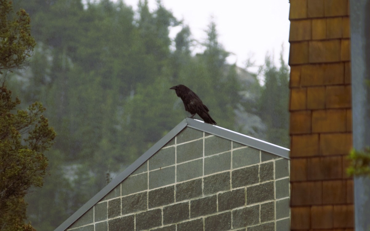 Common Raven - Jorg Lueke