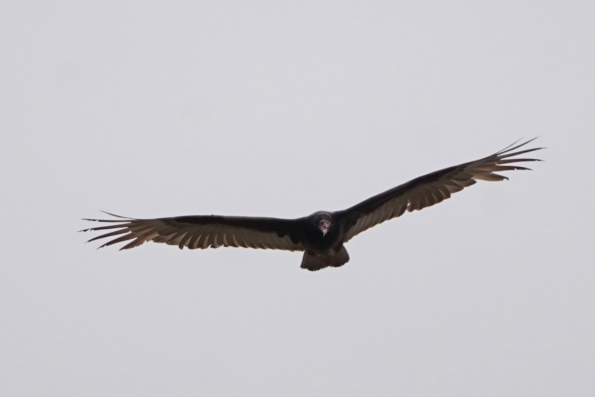 Turkey Vulture - Jason B Bidgood