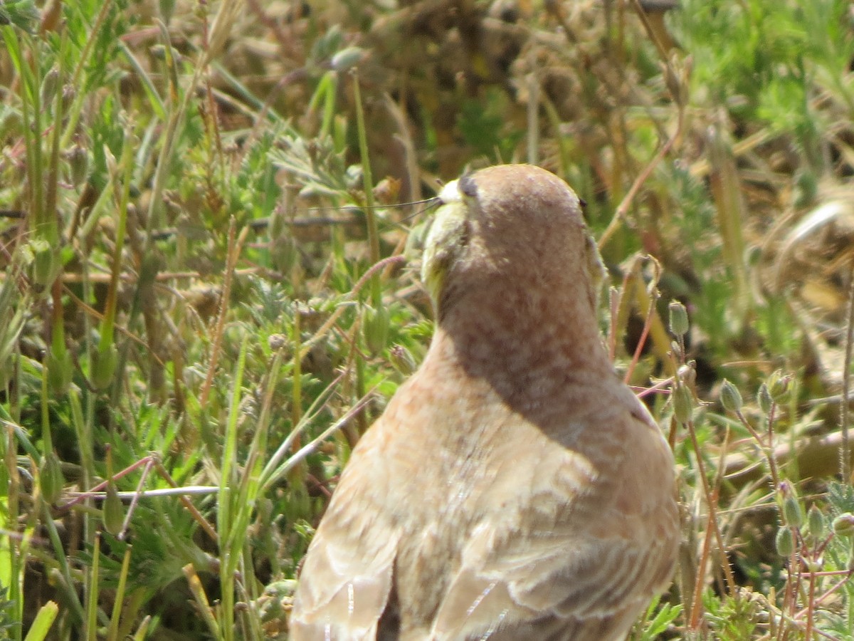 Horned Lark - GLORIA GWYNNE