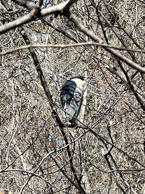 Black-crowned Night Heron - Genevieve Carolan