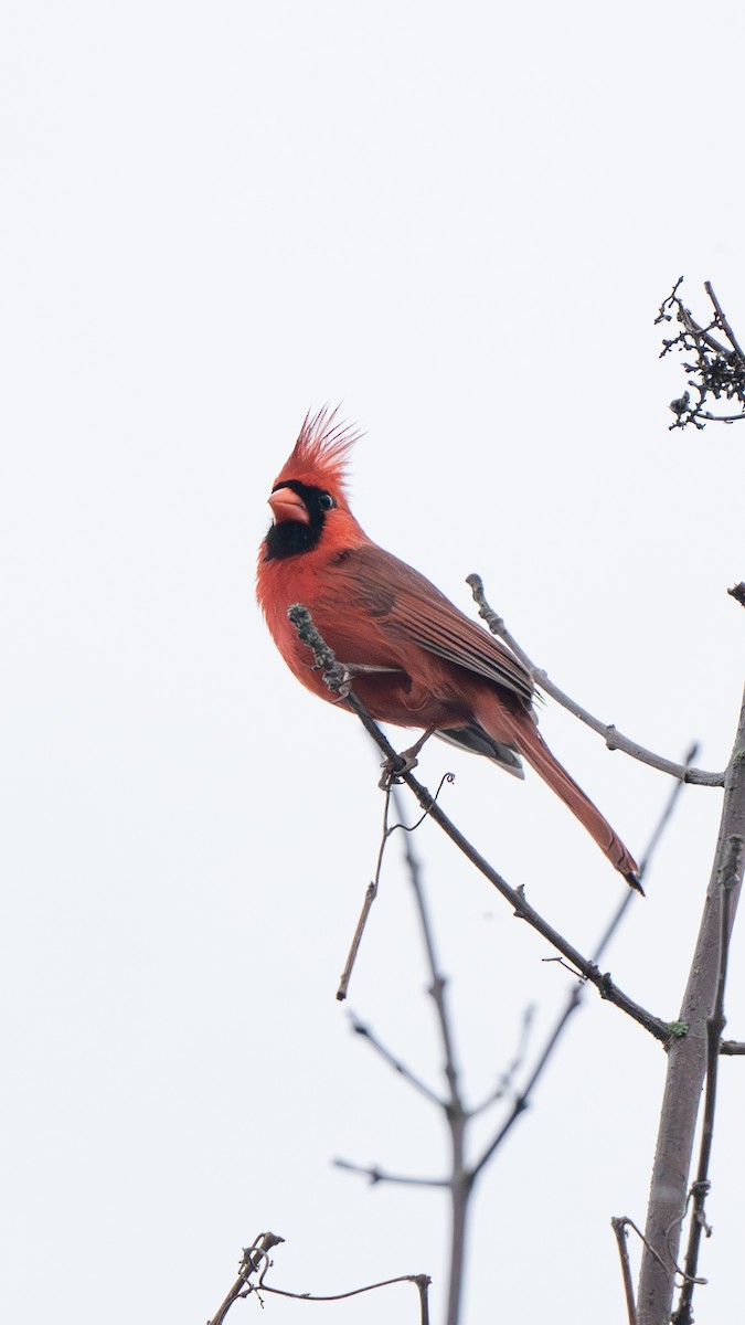 Northern Cardinal - ML618125530