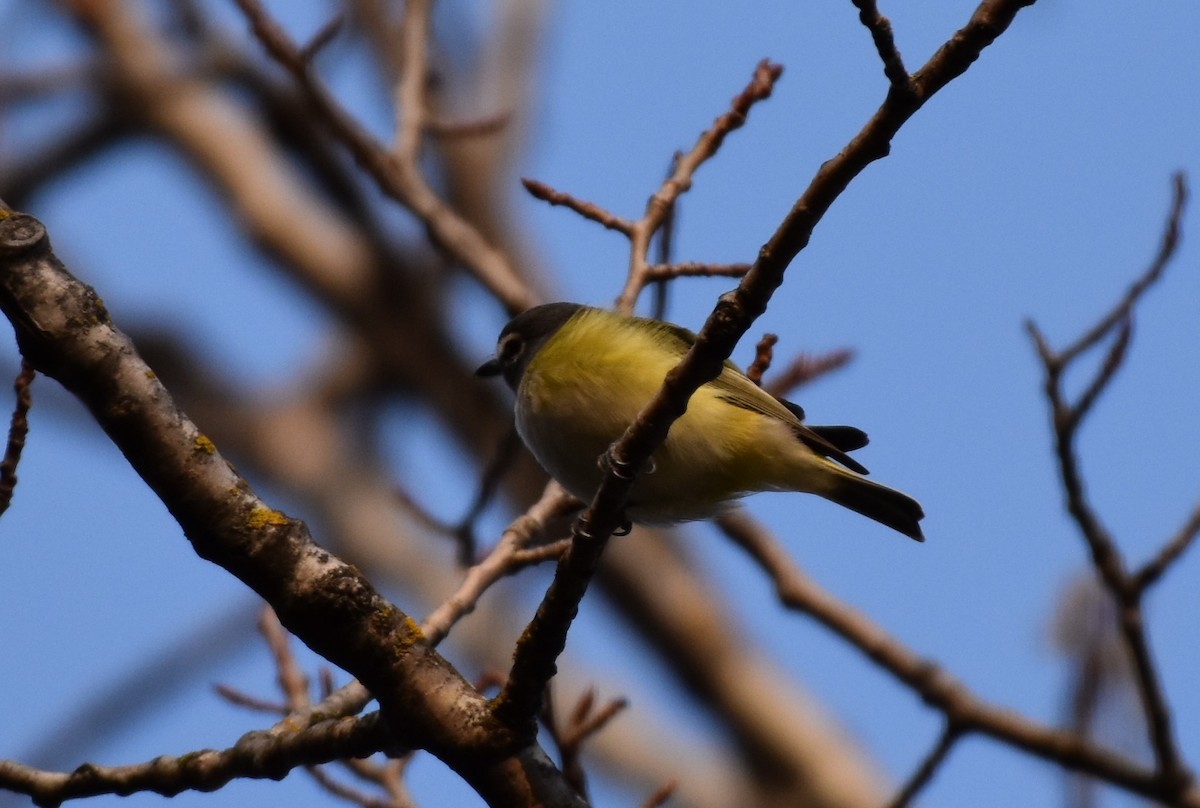 Blue-headed Vireo - Garry Waldram