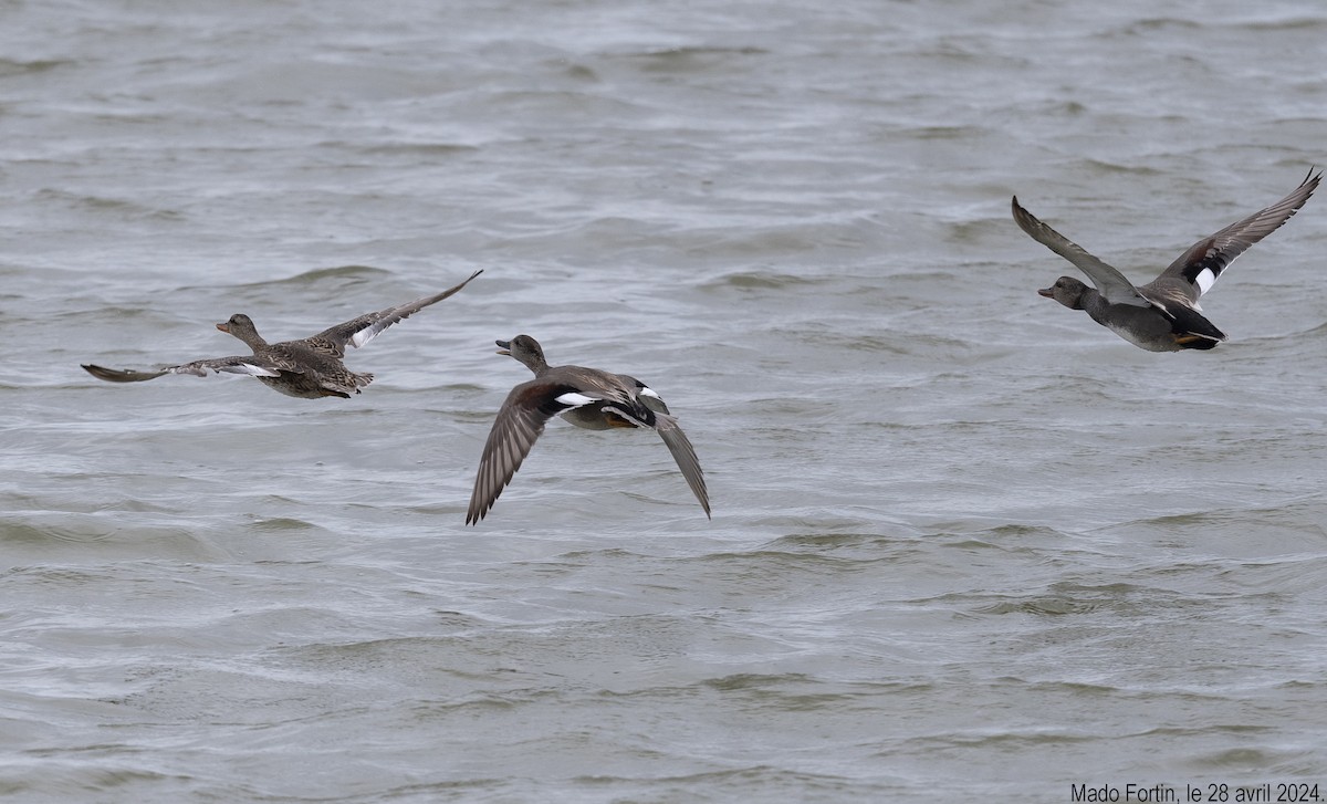 Gadwall - madeleine fortin