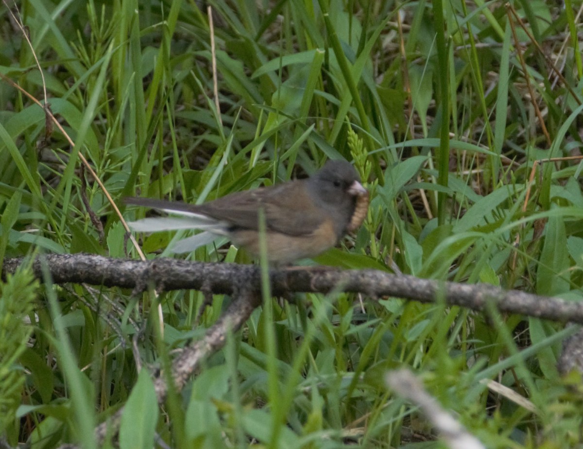 Dark-eyed Junco - Jorg Lueke