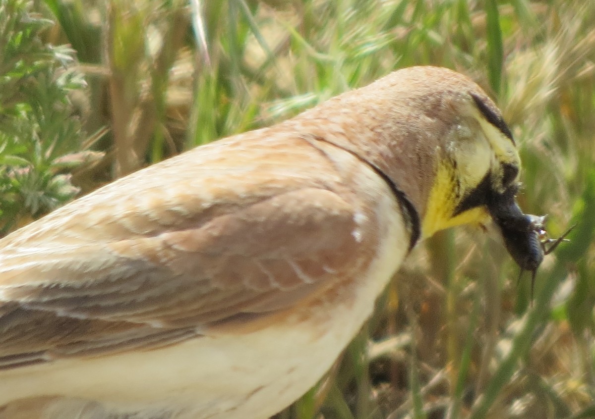 Horned Lark - GLORIA GWYNNE