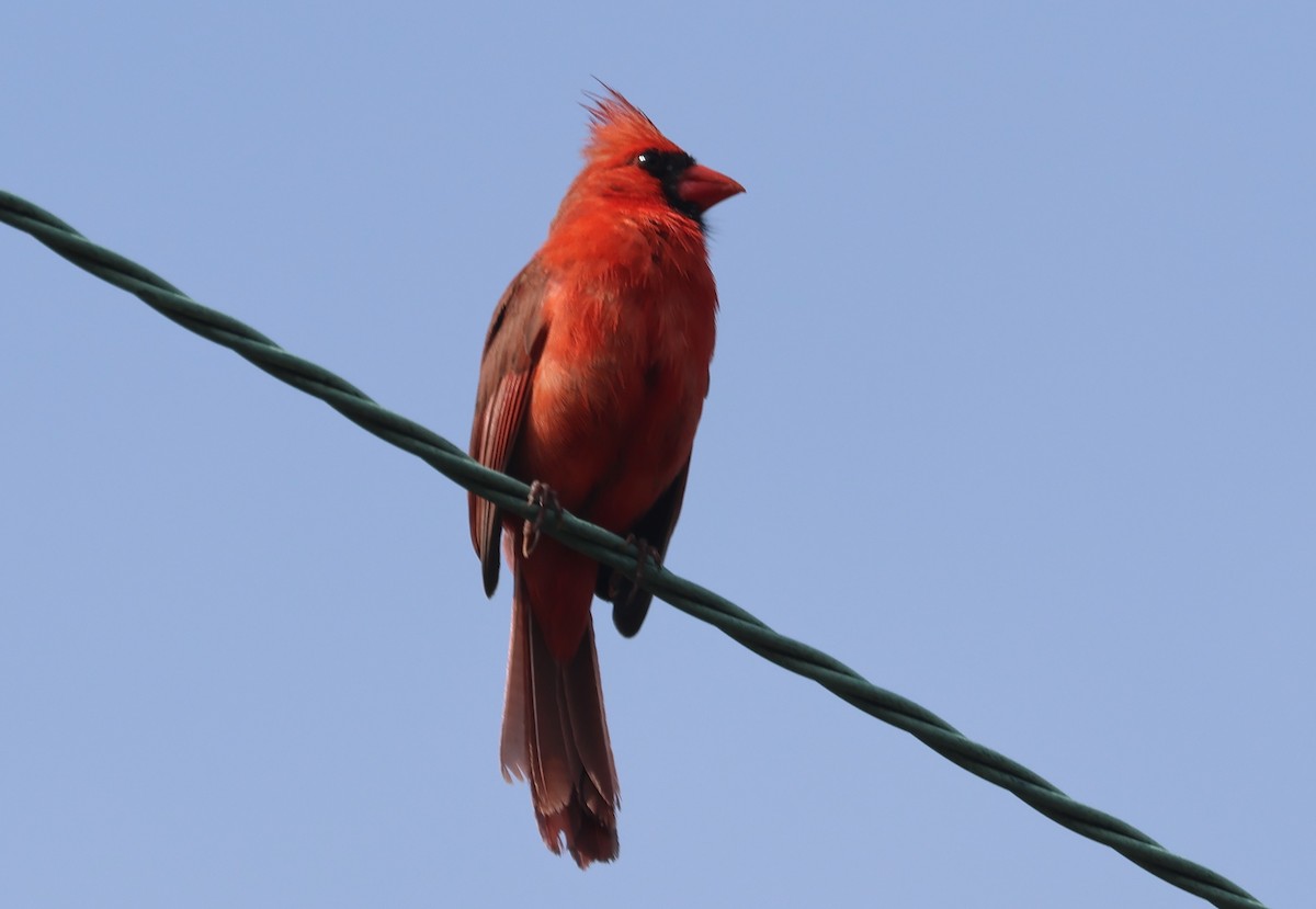 Northern Cardinal - ML618125607