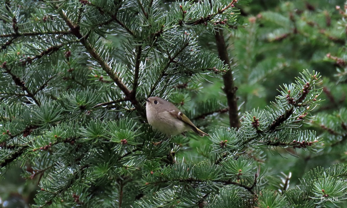 Ruby-crowned Kinglet - Nathalie L. COHL 🕊