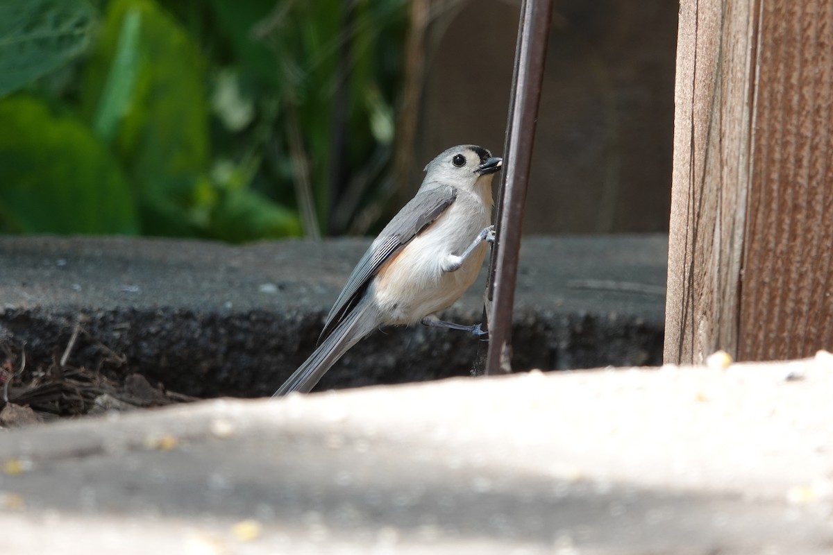 Tufted Titmouse - Lottie Bushmann