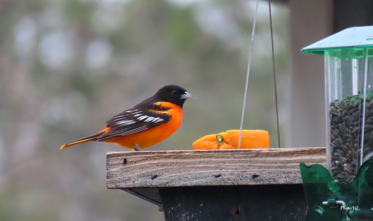 Baltimore Oriole - ML618125652