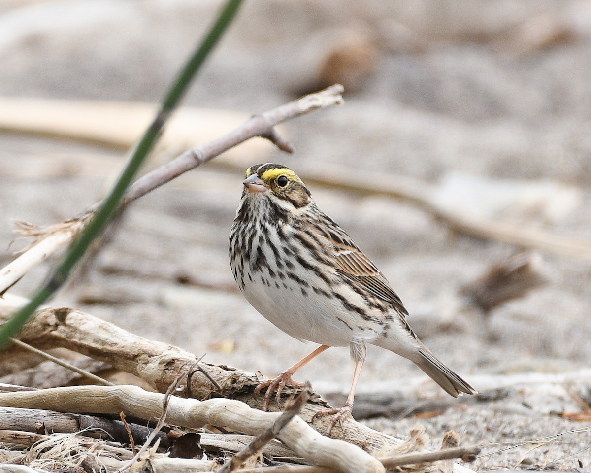 Savannah Sparrow - Don Keffer