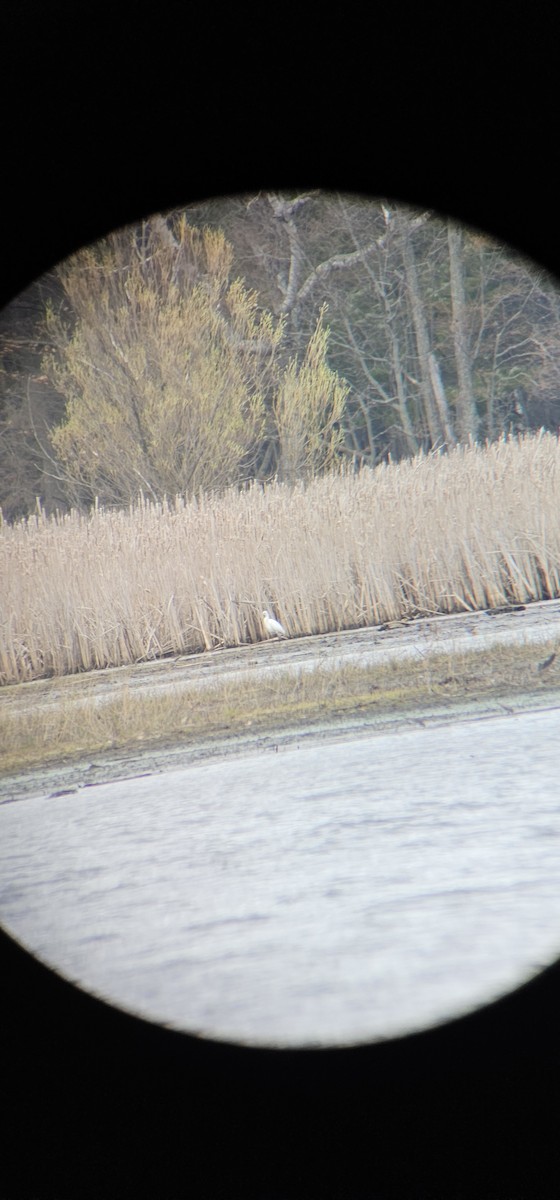 Great Egret - ML618125657
