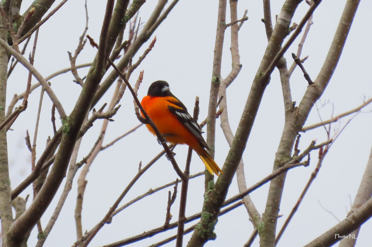 Baltimore Oriole - ML618125670