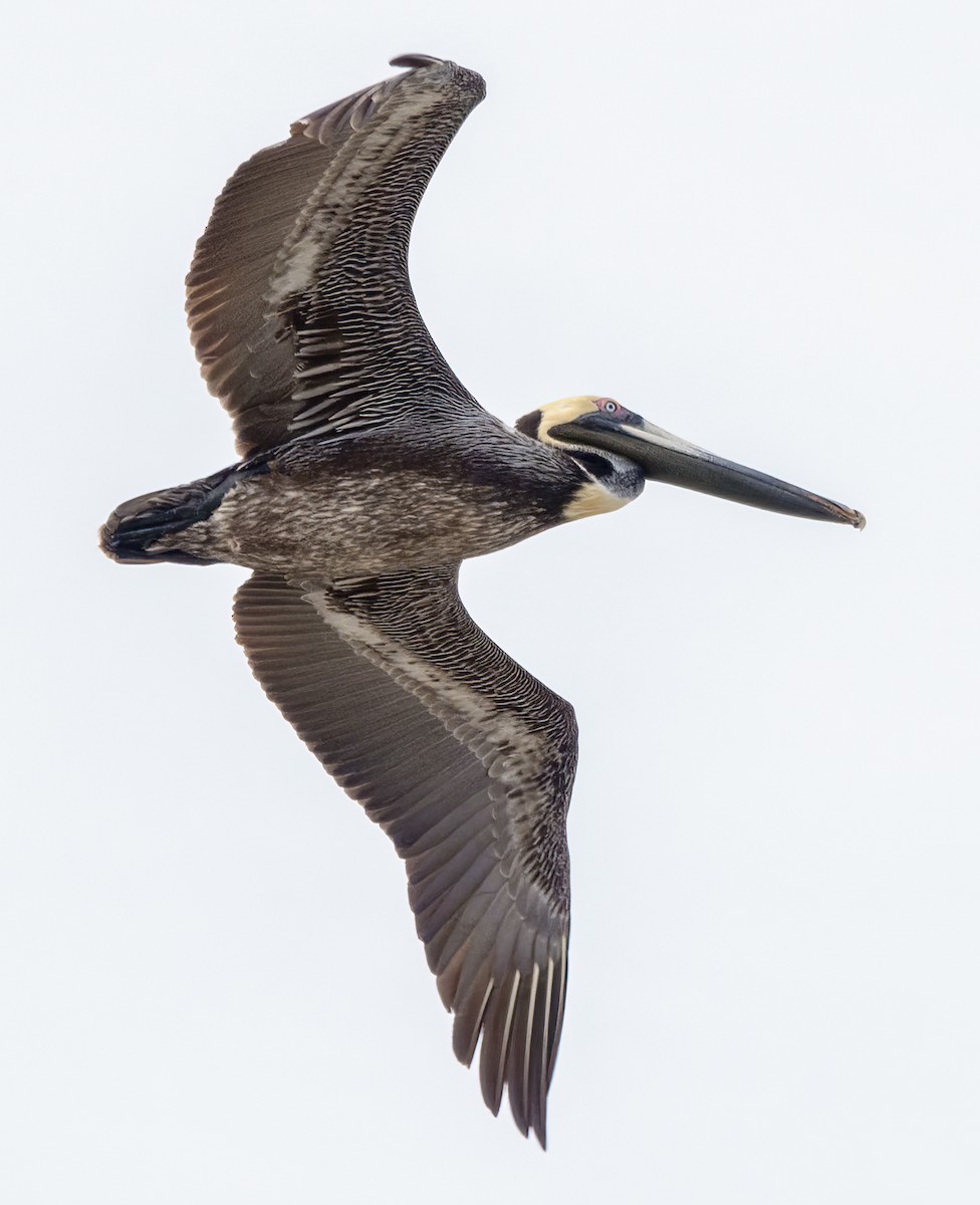 Brown Pelican - Scott Young