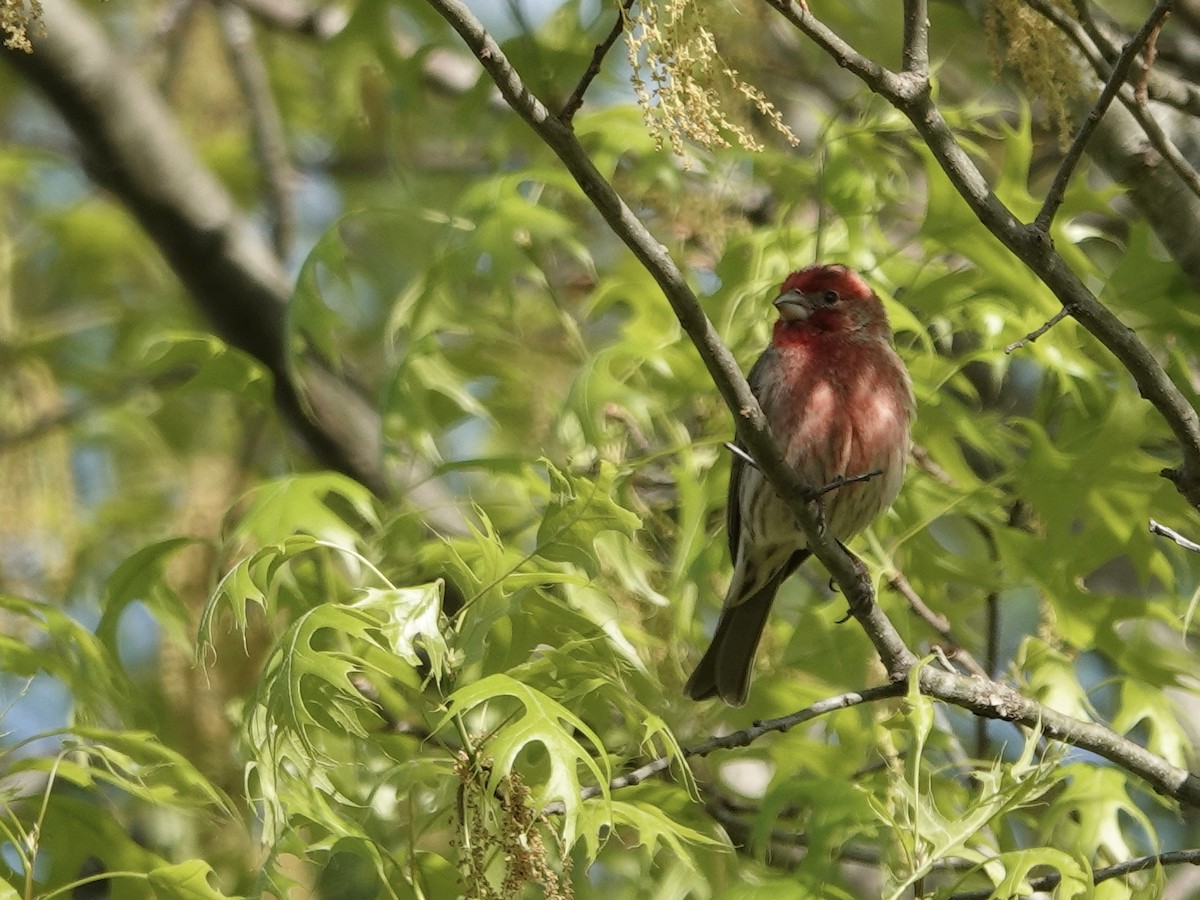 House Finch - Lottie Bushmann