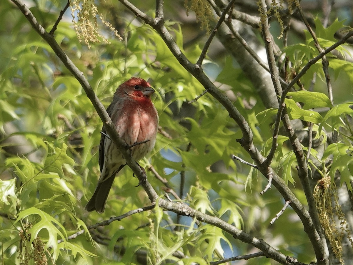 House Finch - Lottie Bushmann