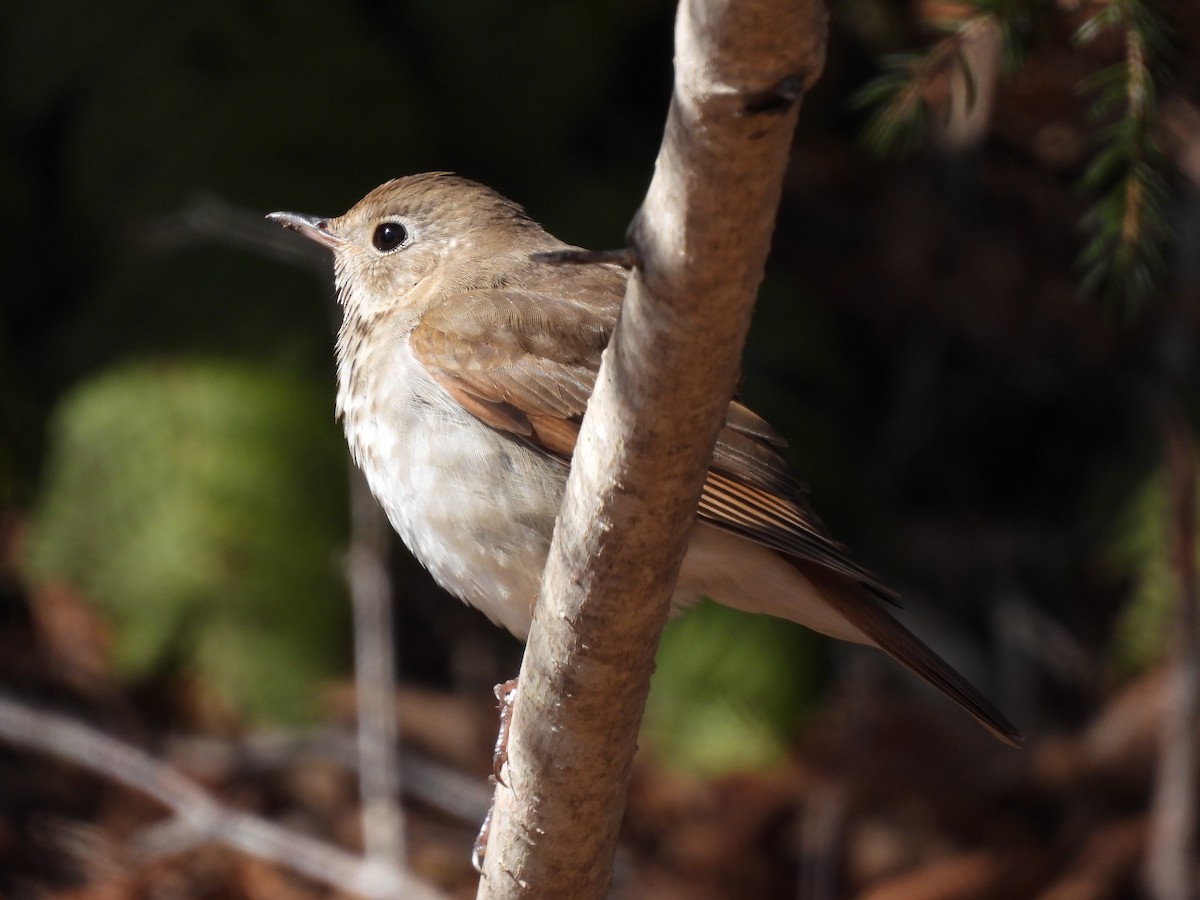 Hermit Thrush - Rhonda Langelaan