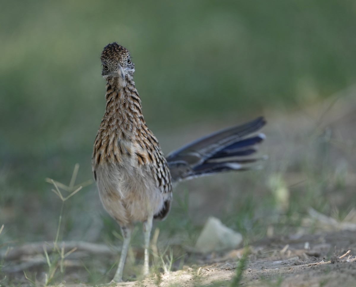 Greater Roadrunner - ML618125709